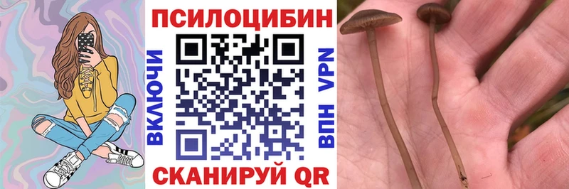 Галлюциногенные грибы прущие грибы  Тула 